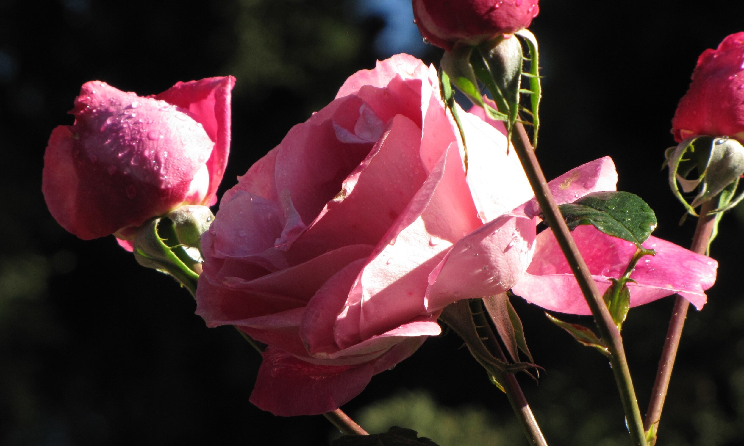 img_1744.jpg